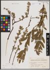 Foto von Salix aurita L. x Salix repens L. x Salix viminalis L.